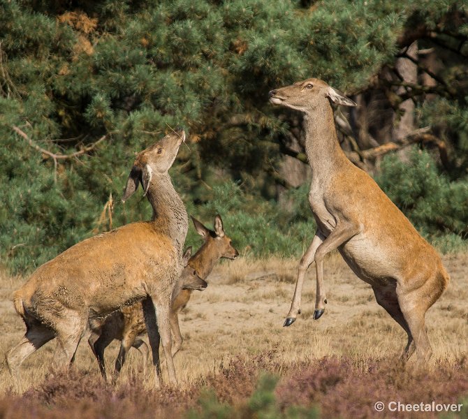 _DSC0176 kopie.JPG - Park de Hoge Veluwe